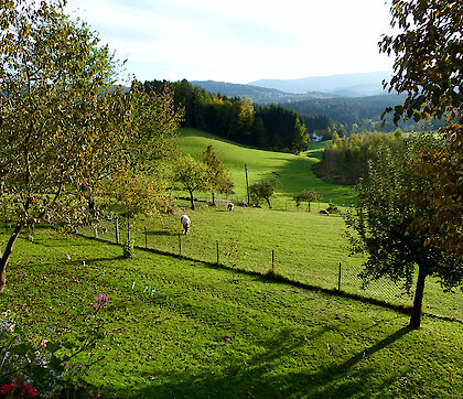 herrliche Aussicht von den Ferienwohnungen Weghofer im Bayerischen Wald